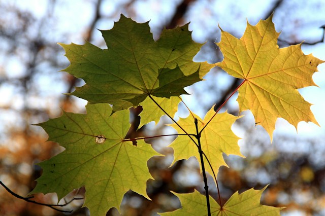 close up von einem herbstlichen Blatt